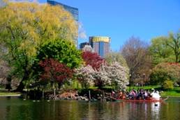 Boston Common 314x209